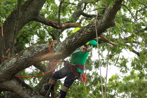 Best Storm Damage Tree Cleanup  in Portland, IN